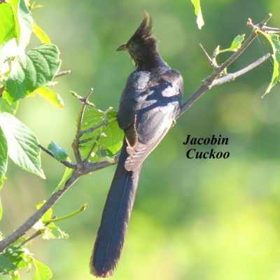 Jacobin Cuckoo